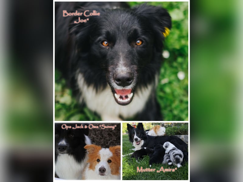 Border Collie "JOE" Deckrüde