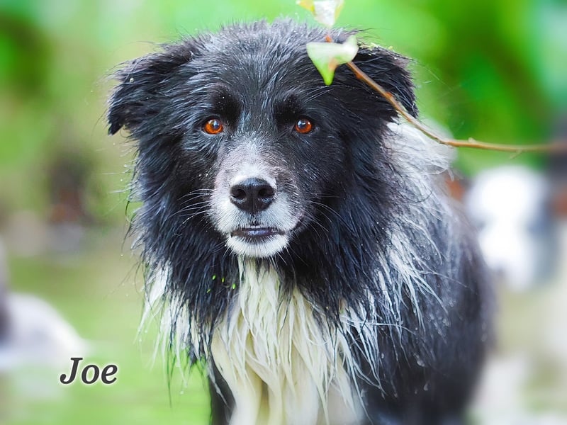 Border Collie "JOE" Deckrüde