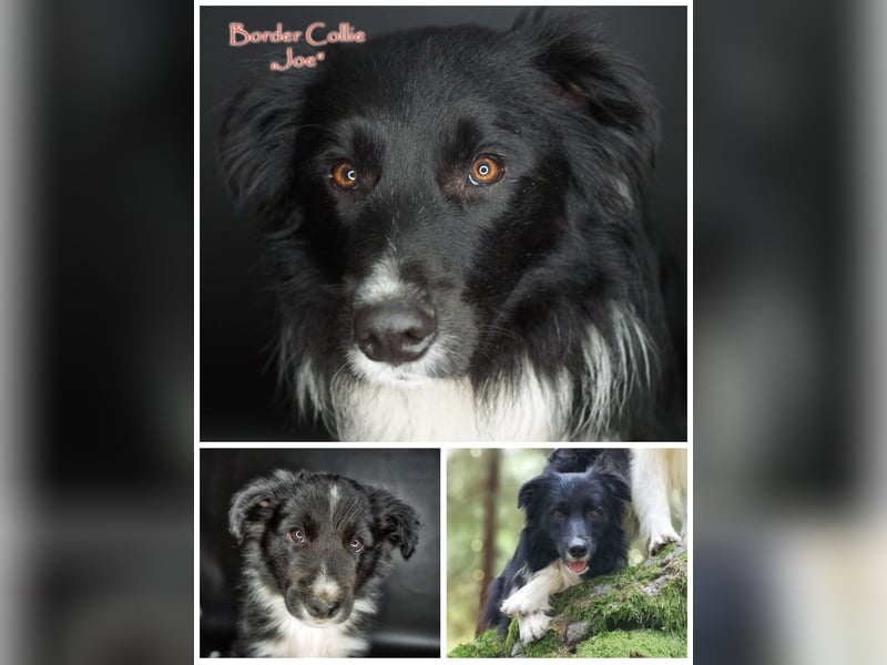 Border Collie "JOE" Deckrüde