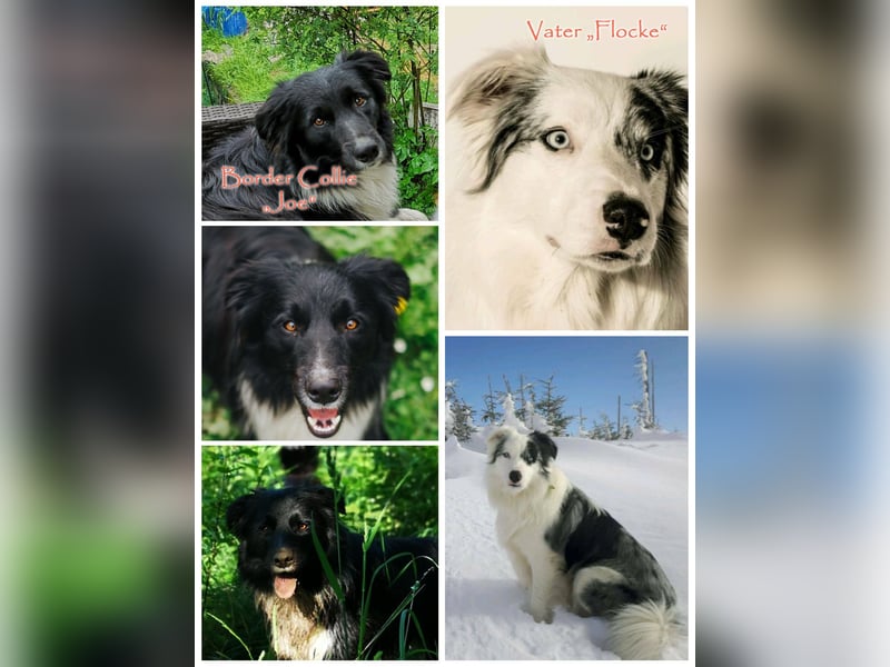 Border Collie "JOE" Deckrüde