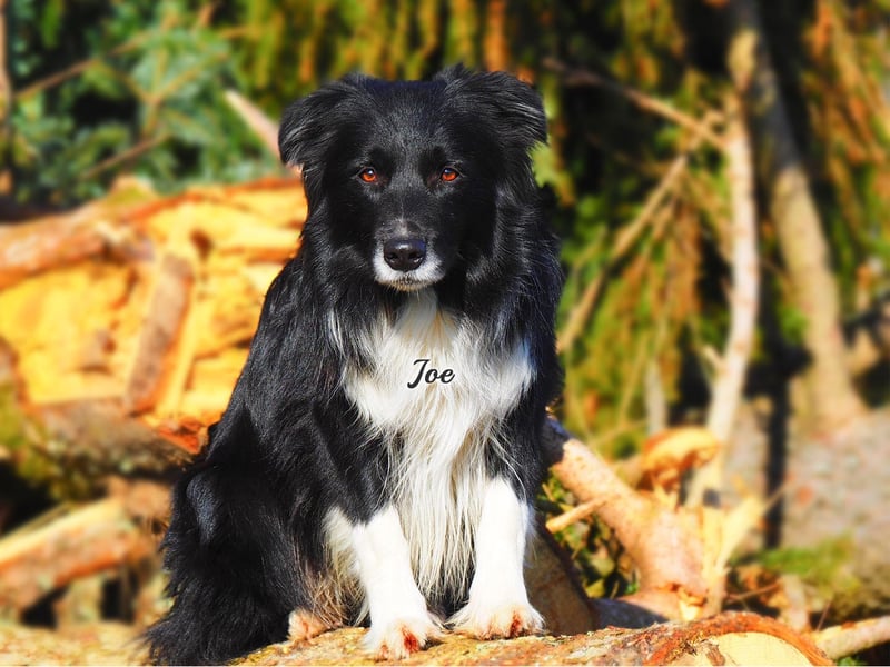 Border Collie "JOE" Deckrüde