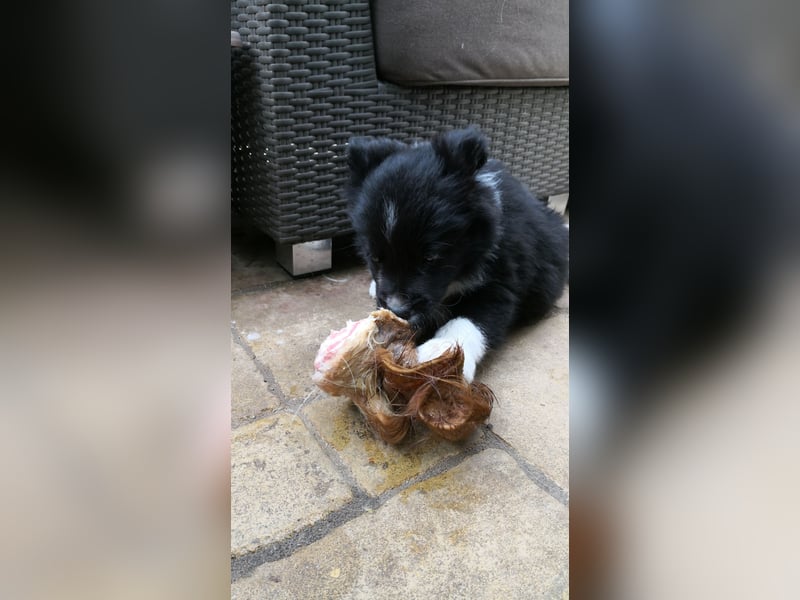 Border Collie "JOE" Deckrüde