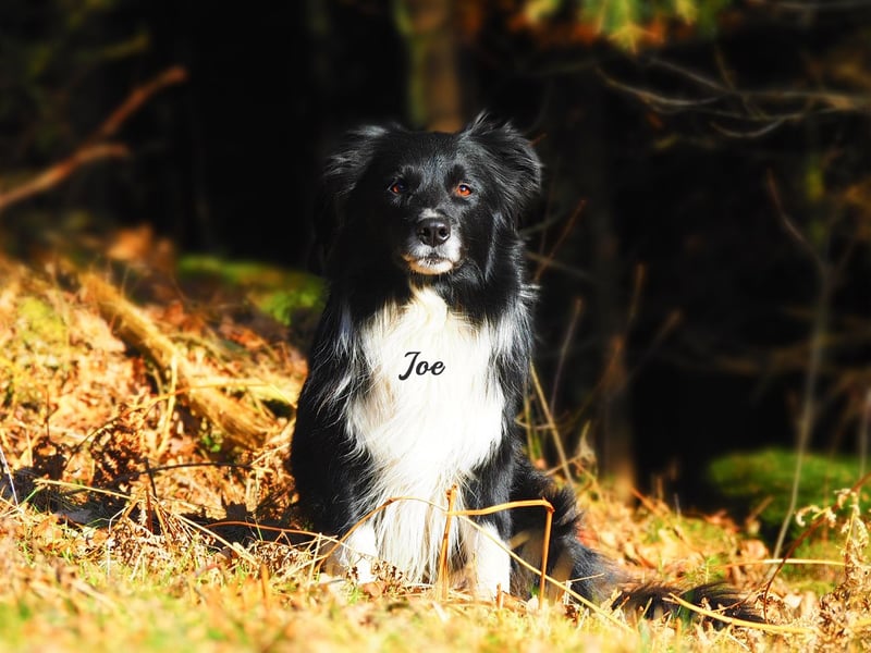 Border Collie "JOE" Deckrüde
