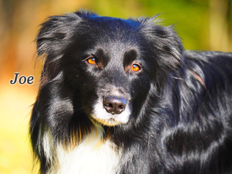 Border Collie "JOE" Deckrüde