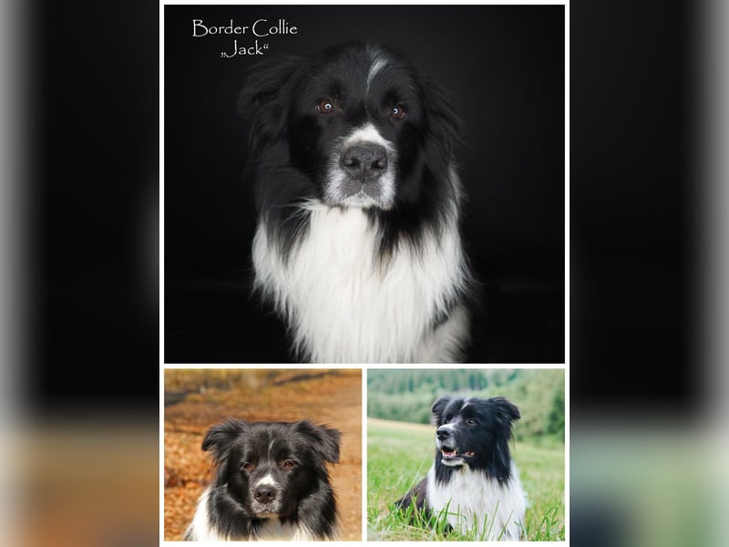 Border Collie "JOE" Deckrüde