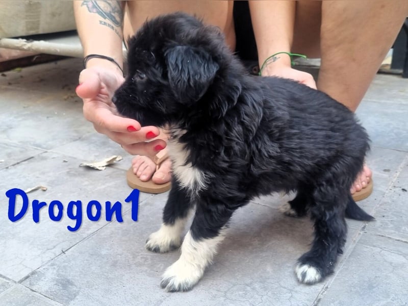Drogon1 geb. 05/2025 (ESP) - aufgeweckter Border-Collie-Mix Welpe!