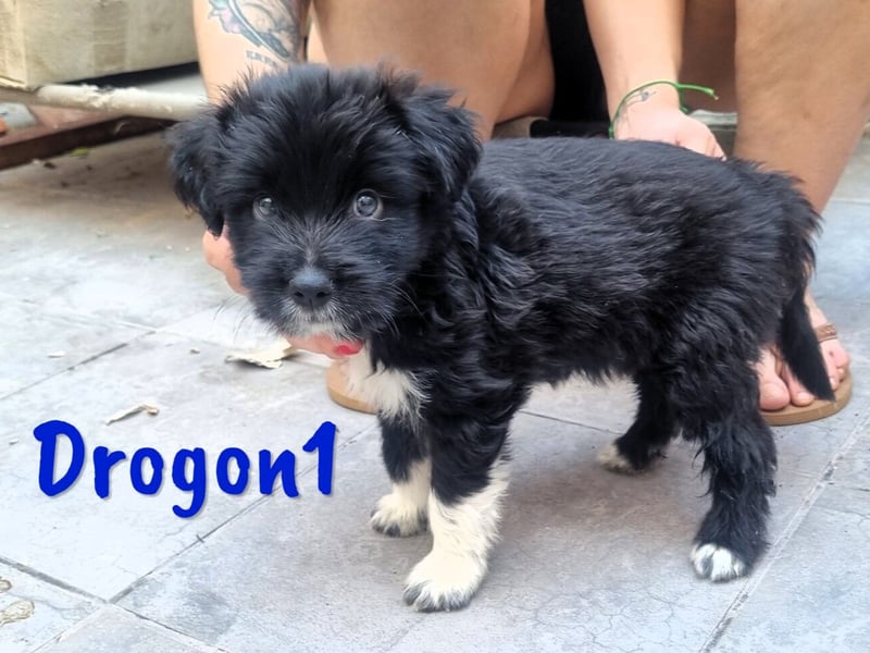 Drogon1 geb. 05/2025 (ESP) - aufgeweckter Border-Collie-Mix Welpe!