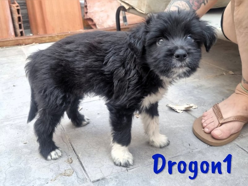 Drogon1 geb. 05/2025 (ESP) - aufgeweckter Border-Collie-Mix Welpe!