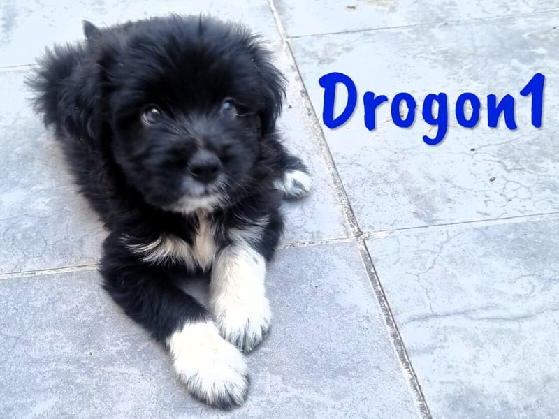 Drogon1 geb. 05/2025 (ESP) - aufgeweckter Border-Collie-Mix Welpe!