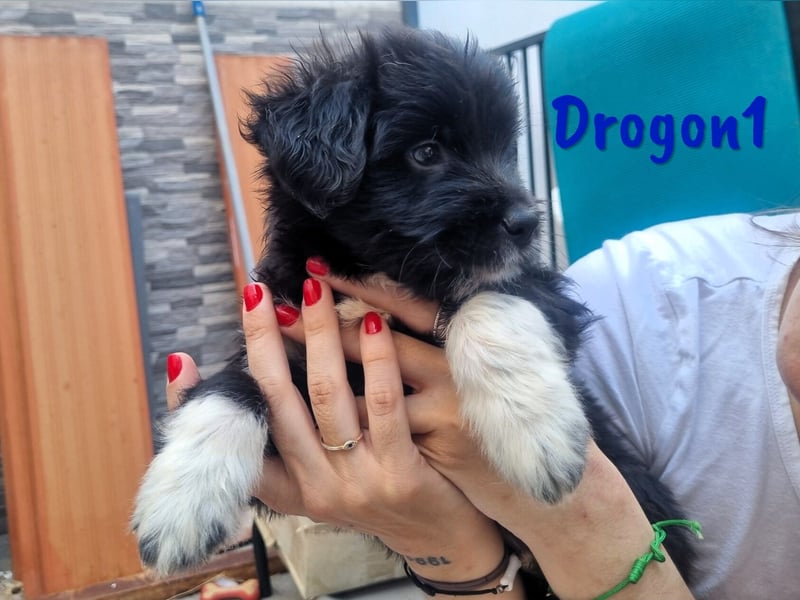 Drogon1 geb. 05/2025 (ESP) - aufgeweckter Border-Collie-Mix Welpe!