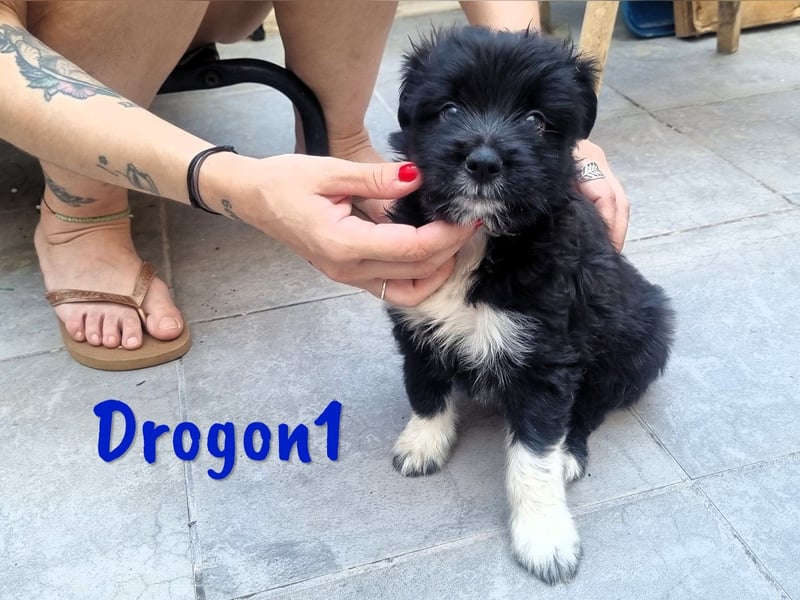 Drogon1 geb. 05/2025 (ESP) - aufgeweckter Border-Collie-Mix Welpe!