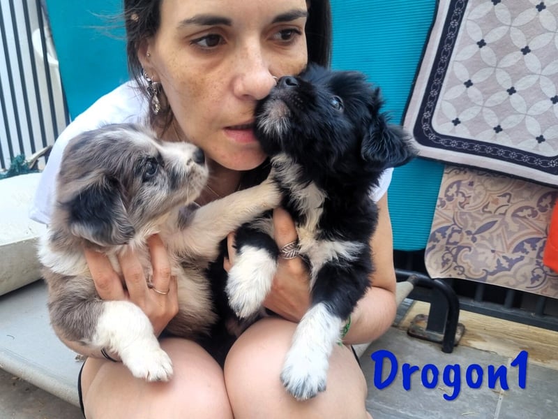 Drogon1 geb. 05/2025 (ESP) - aufgeweckter Border-Collie-Mix Welpe!