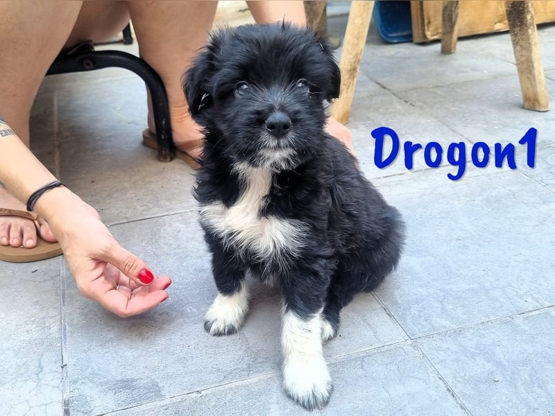 Drogon1 geb. 05/2025 (ESP) - aufgeweckter Border-Collie-Mix Welpe!