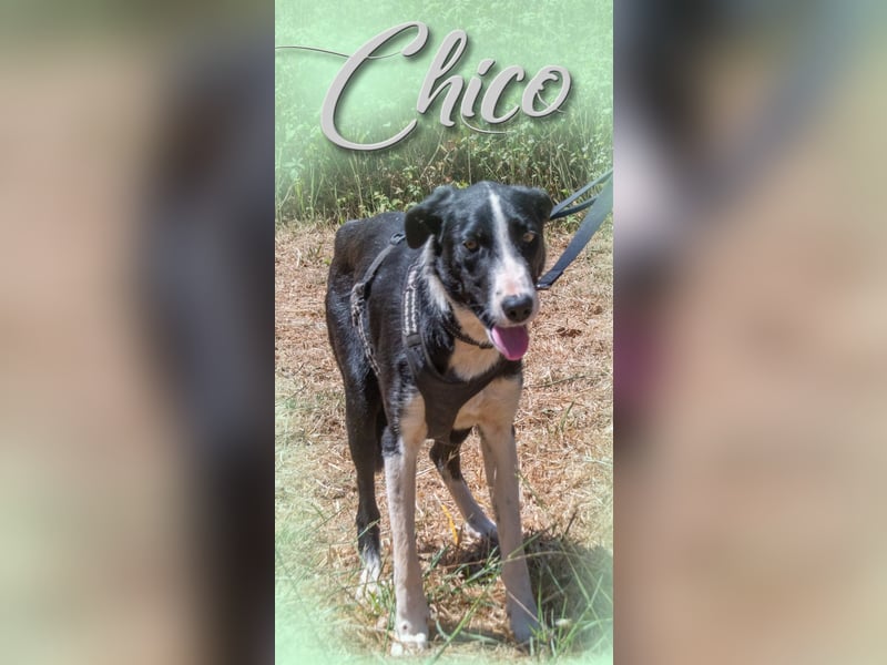 Chico - ein junger Hüpfer