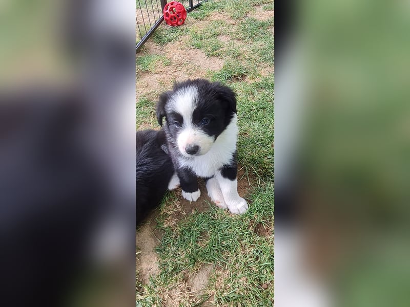 Border Collie Welpen Reinrassig