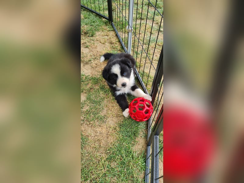 Border Collie Welpen Reinrassig