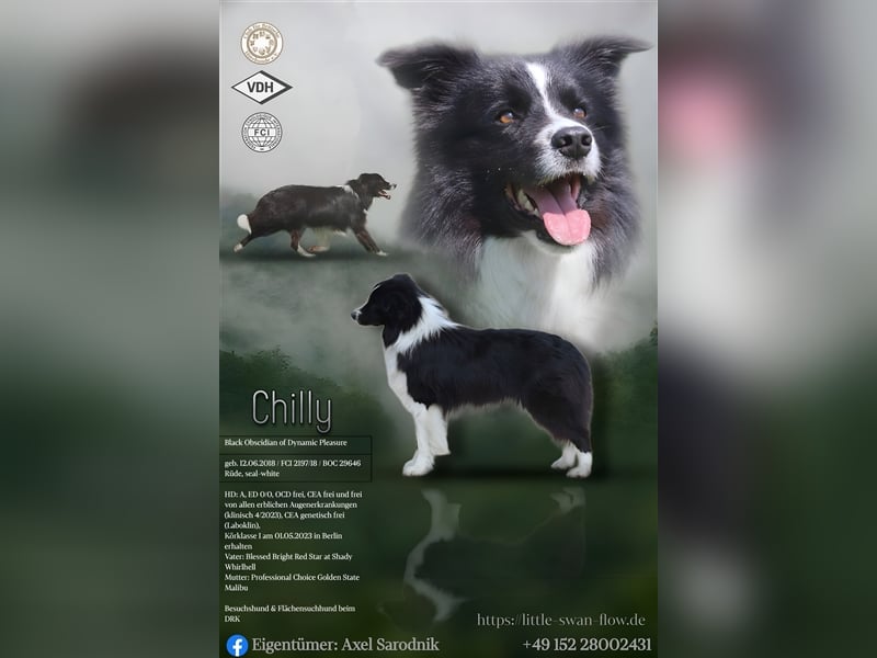Chilly - ein Charmeur mit Temperament (FCI VDH CfBrH)