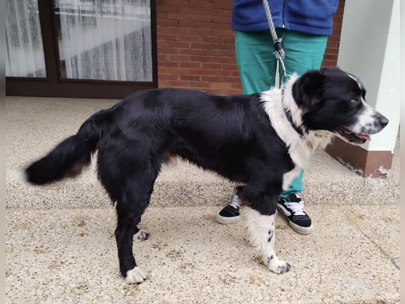 Buddy ein richtiger großer Freund fürs Leben