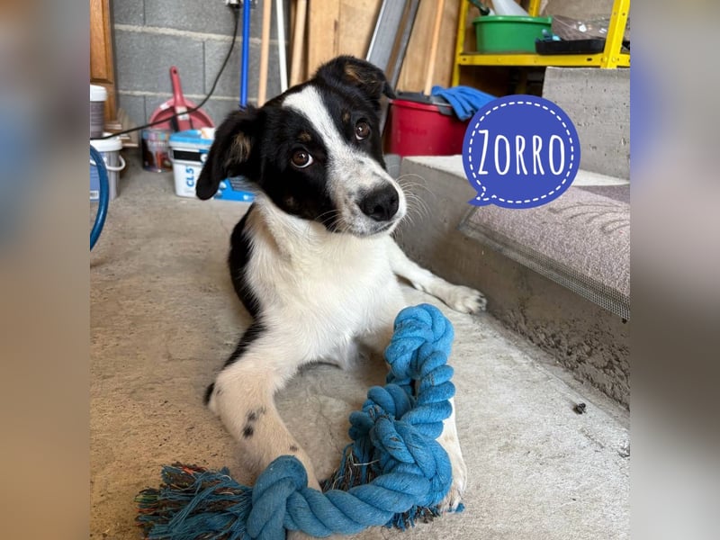 Zorro ein ganz lieber Kerl