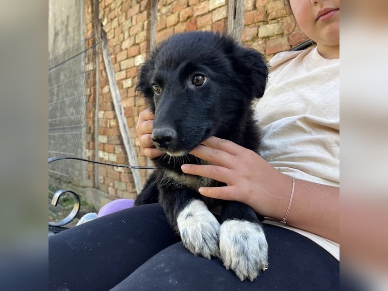 Billy ein kleiner Schatz