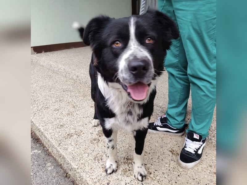 Buddy ein richtiger großer Freund fürs Leben