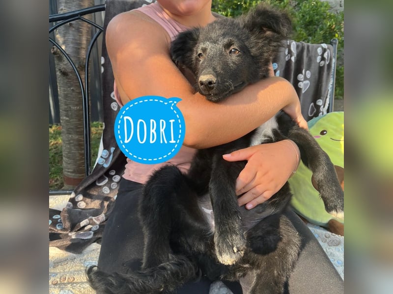 Dobri ein kleiner Spatz