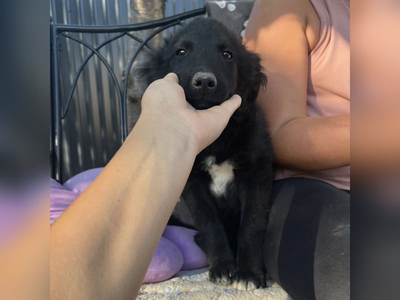 Dobri ein kleiner Spatz