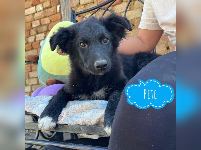 Pete ein absoluter Schatz