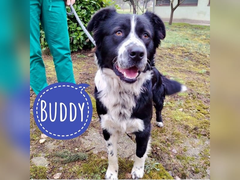 Buddy ein richtiger großer Freund fürs Leben
