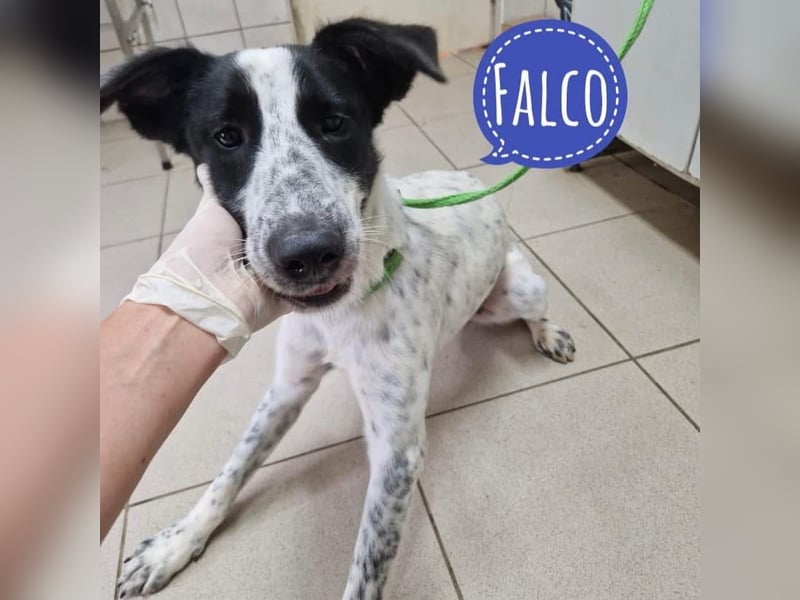 Falco ein super lieber Kerl