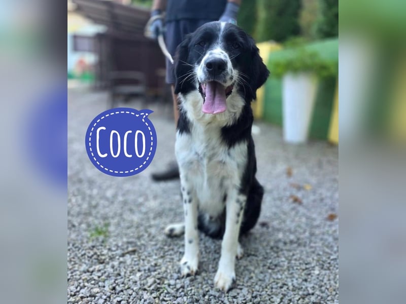 Coco der Liebevolle
