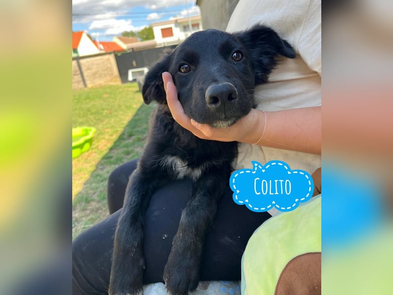Colito ein ruhiger Welpe