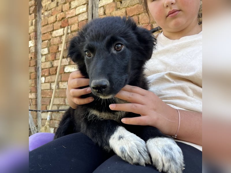 Billy ein kleiner Schatz