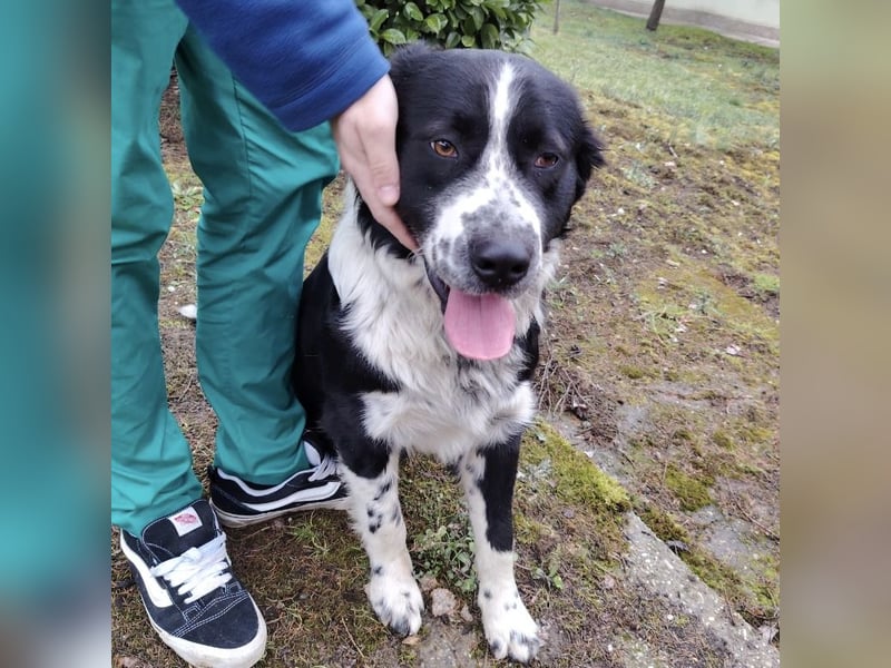 Buddy ein richtiger großer Freund fürs Leben