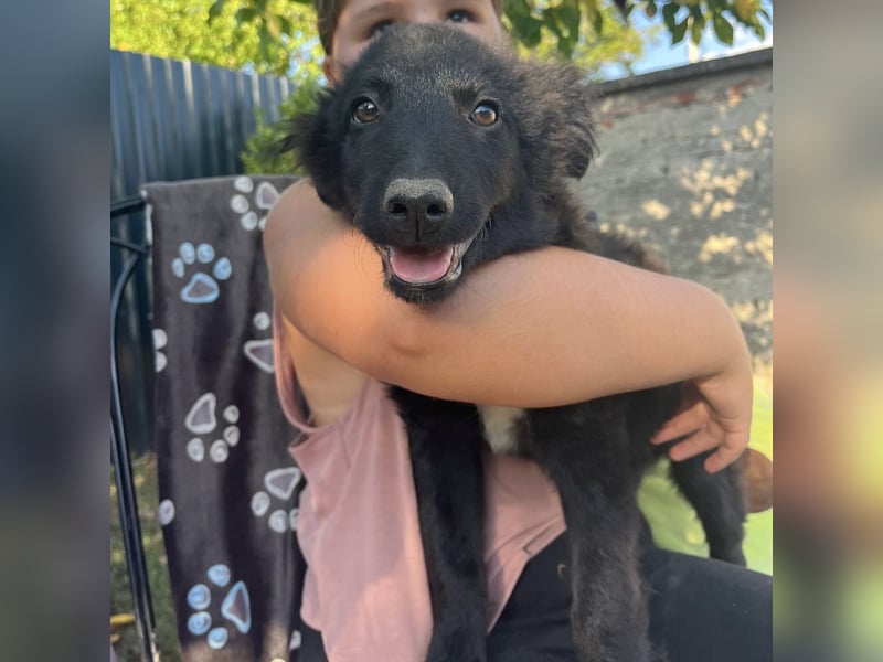 Dobri ein kleiner Spatz