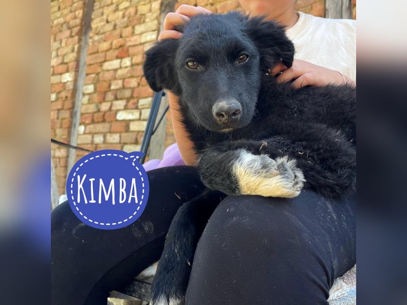Kimba ein absoluter Schatz