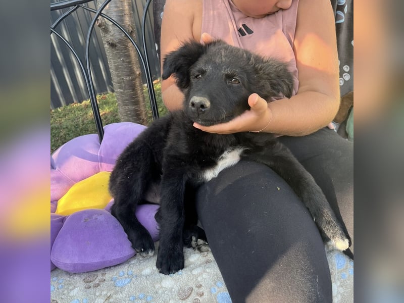 Dobri ein kleiner Spatz