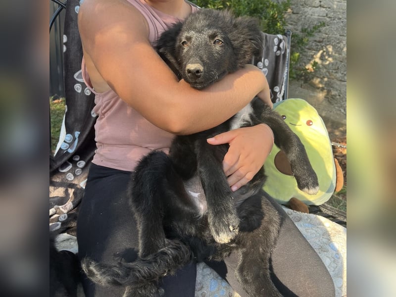Dobri ein kleiner Spatz