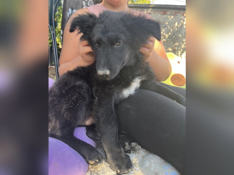 Dobri ein kleiner Spatz