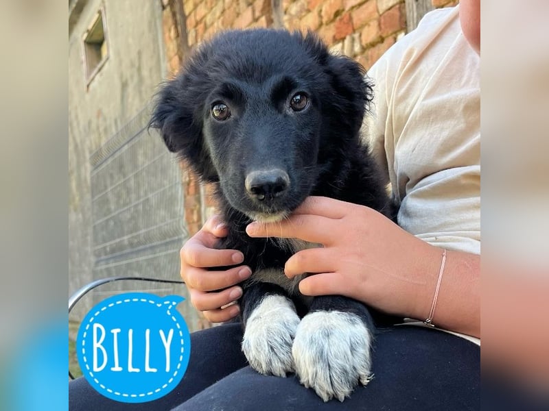 Billy ein kleiner Schatz