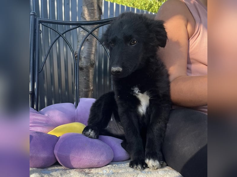 Dobri ein kleiner Spatz