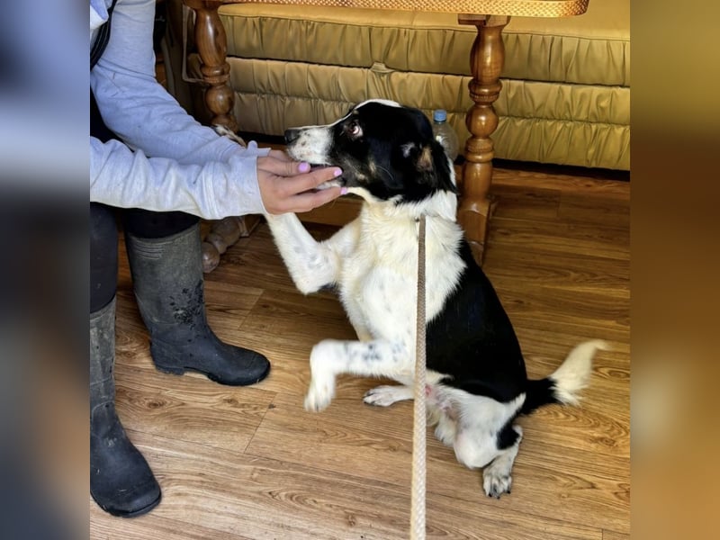 Zorro ein ganz lieber Kerl