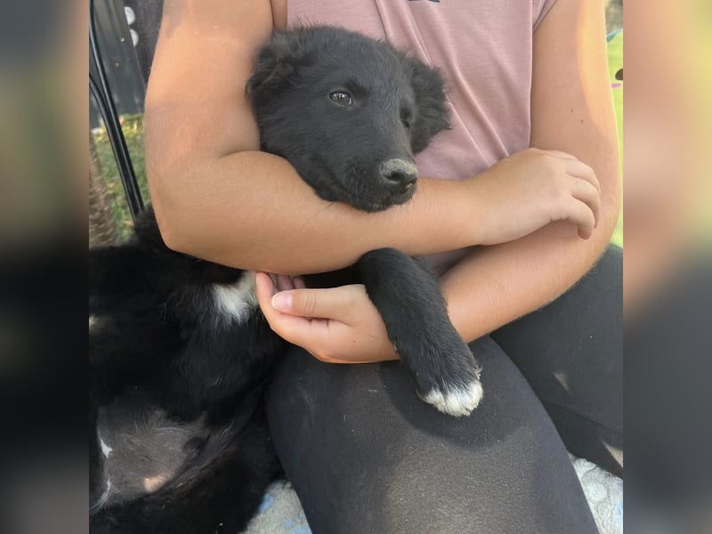 Dobri ein kleiner Spatz