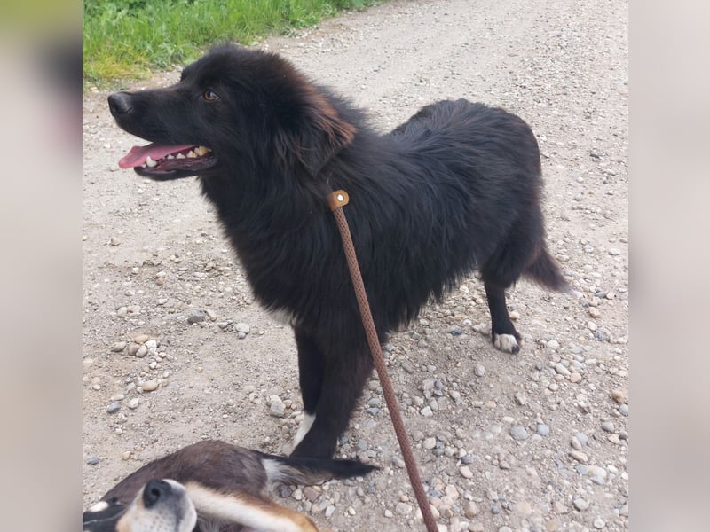 Traumwesen Anuk