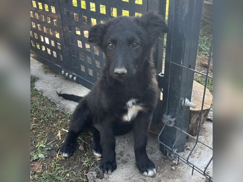 Dobri ein kleiner Spatz