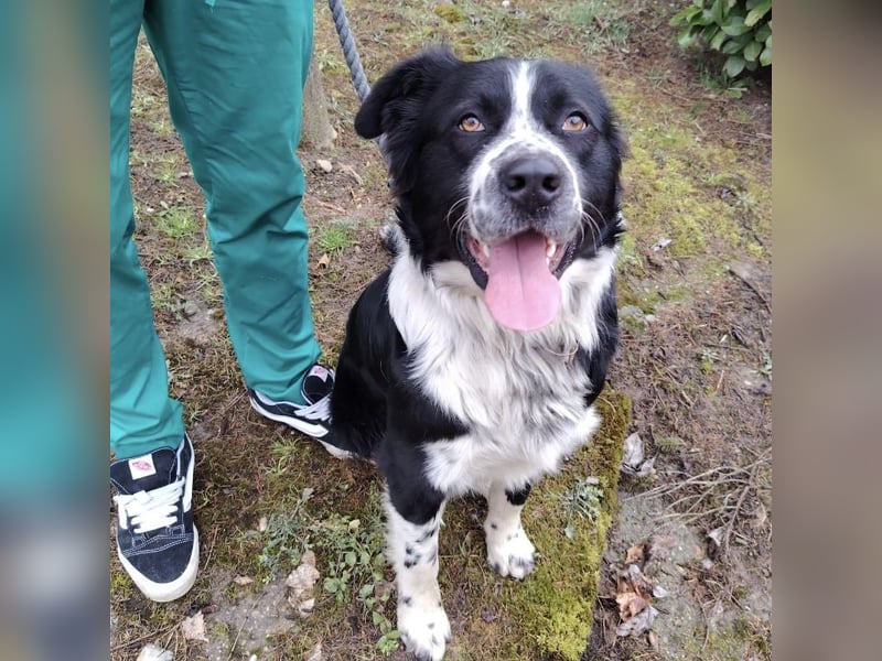 Buddy ein richtiger großer Freund fürs Leben