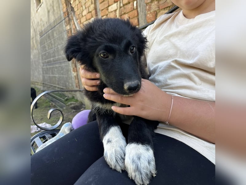 Billy ein kleiner Schatz