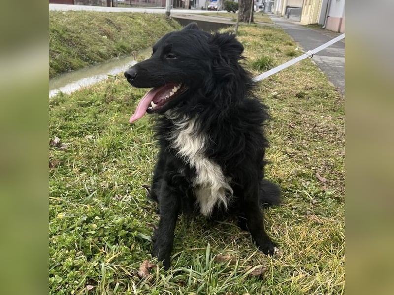 Josko ein toller Familienhund