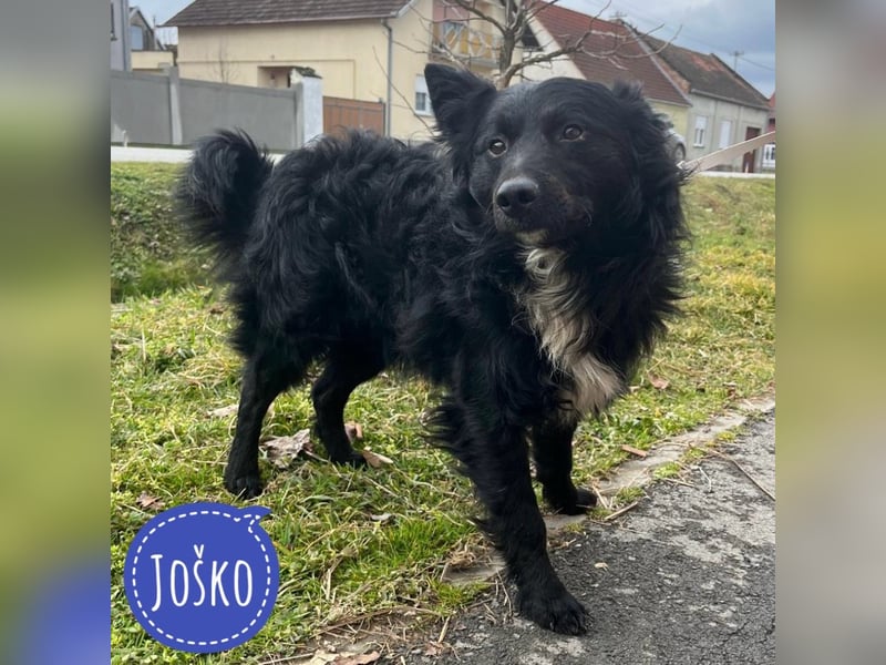 Josko ein toller Familienhund