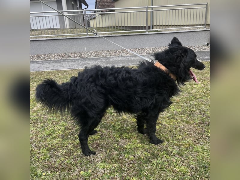 Josko ein toller Familienhund